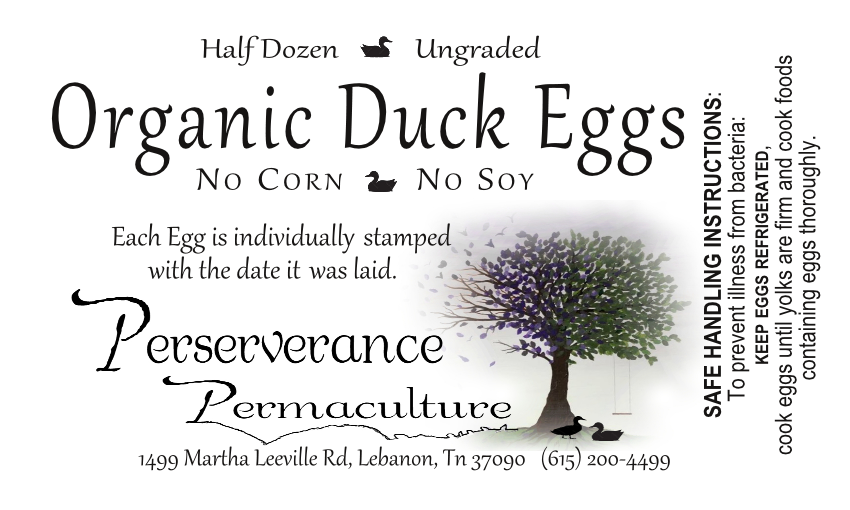 Organic Fresh Duck Eggs - Image 3